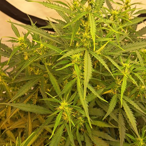 Northern Light Automatic growlog timeline photo