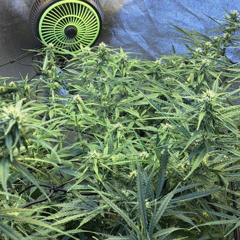 Green #2 growlog timeline photo