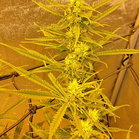 Green #2 growlog timeline photo