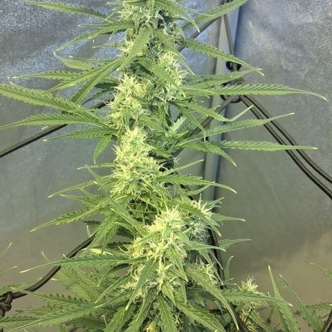 Green #2 growlog timeline photo
