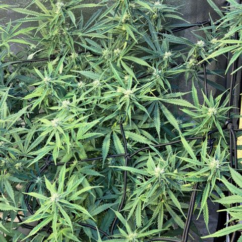 Green #2 growlog timeline photo