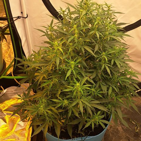 Northern Light Automatic growlog timeline photo