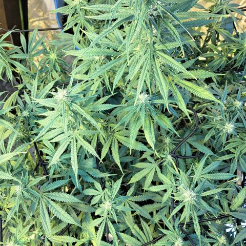 Green Gelato Automatic growlog timeline photo