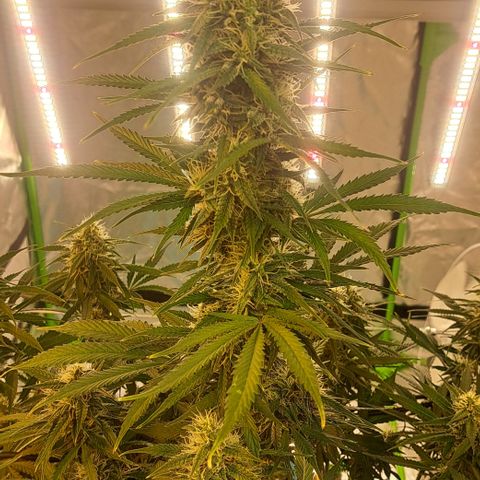 Green Gelato Automatic growlog timeline photo