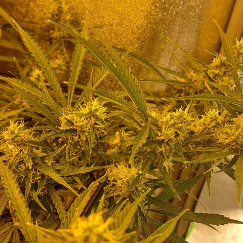 Green Gelato Automatic growlog timeline photo