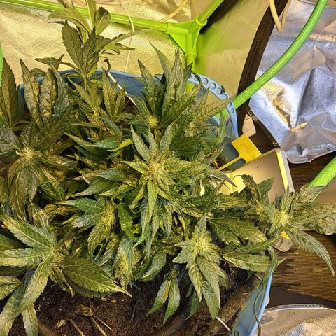 Royal Gorilla Automatic (bonsaï style) growlog timeline photo