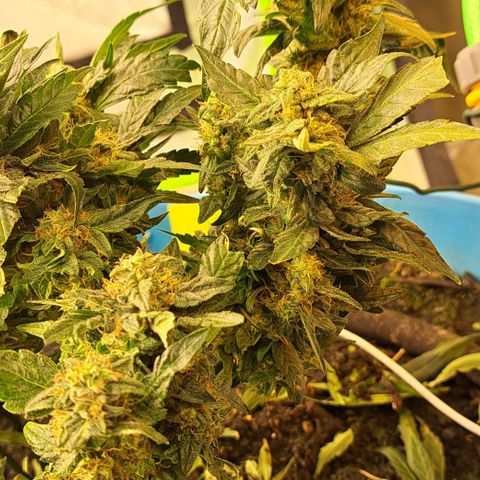 Royal Gorilla Automatic (bonsaï style) growlog timeline photo