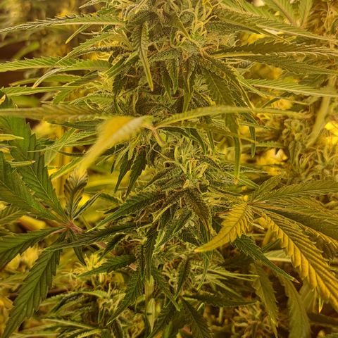 Green Gelato Automatic growlog timeline photo