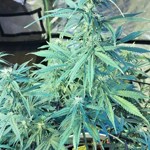 Green Gelato Automatic growlog timeline photo