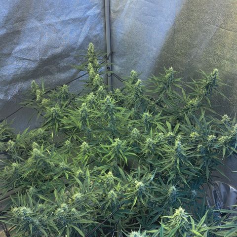 Green #2 growlog timeline photo