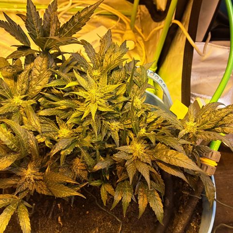 Royal Gorilla Automatic (bonsaï style) growlog timeline photo