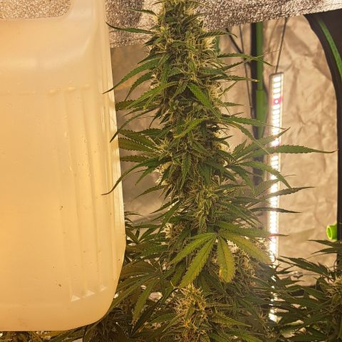 Green Gelato Automatic growlog timeline photo