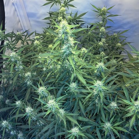 Northern Light Automatic growlog timeline photo