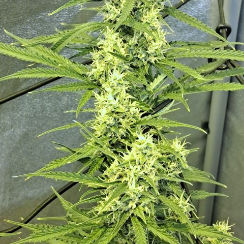 Green #2 growlog timeline photo