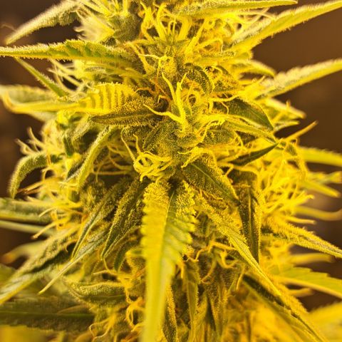 Green Gelato Automatic growlog timeline photo