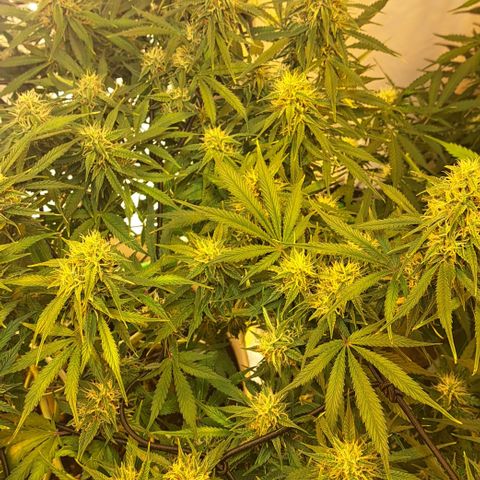 Green Gelato Automatic growlog timeline photo