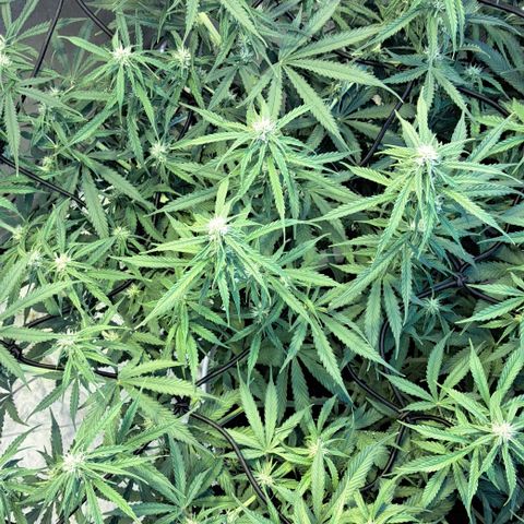Green #2 growlog timeline photo