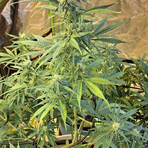Green Gelato Automatic growlog timeline photo