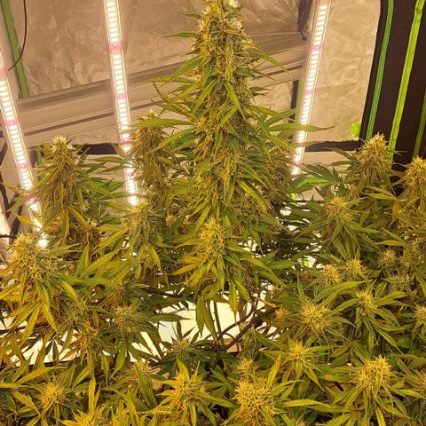 Green Gelato Automatic growlog timeline photo