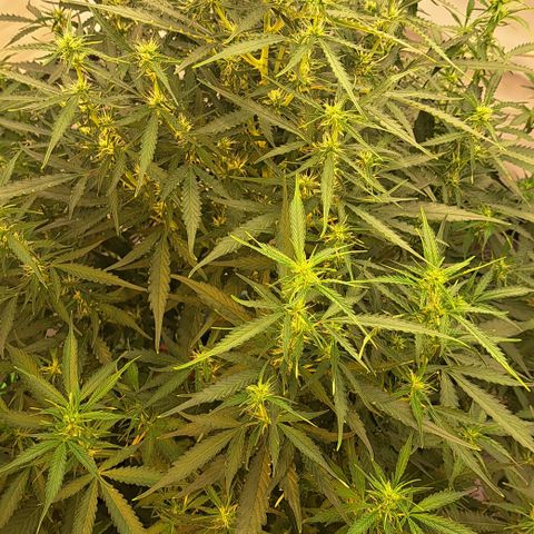 Northern Light Automatic growlog timeline photo