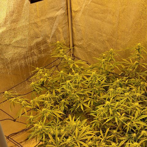 Green #2 growlog timeline photo