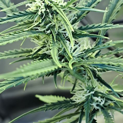 Green #2 growlog timeline photo