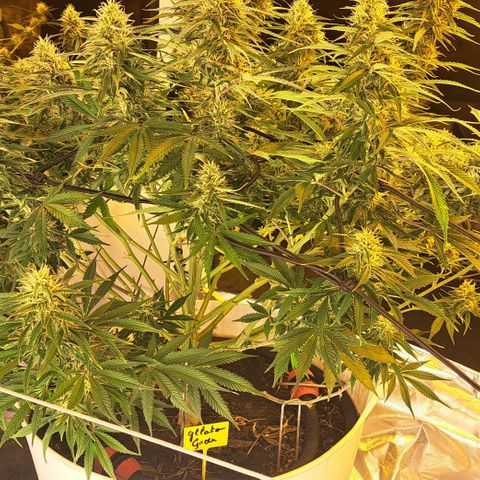 Green Gelato Automatic growlog timeline photo