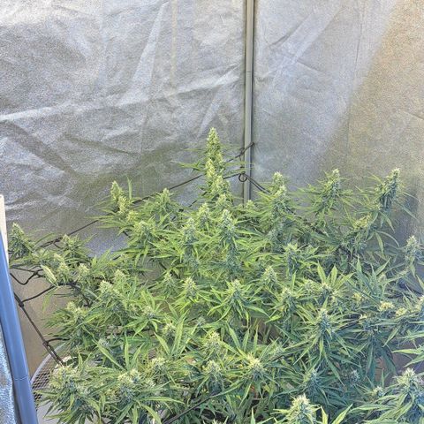 Green Gelato Automatic growlog timeline photo
