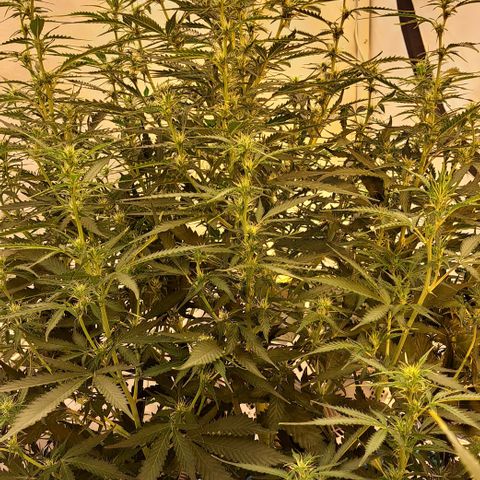 Northern Light Automatic growlog timeline photo