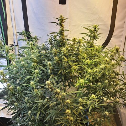 Northern Light Automatic growlog timeline photo