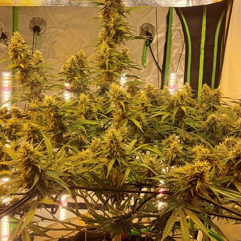 Green Gelato Automatic growlog timeline photo