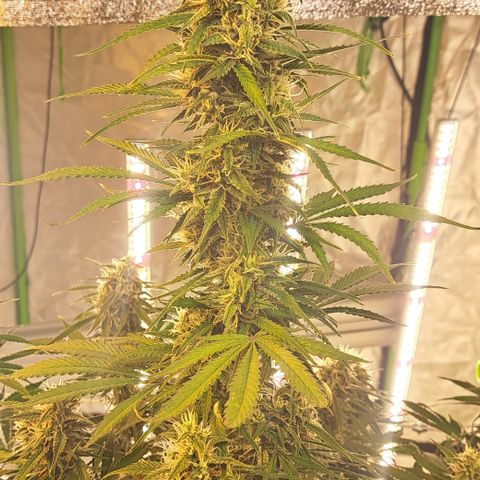 Green Gelato Automatic growlog timeline photo