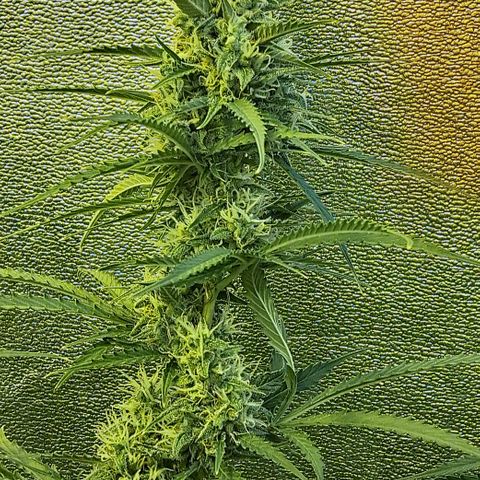 Green #2 growlog timeline photo