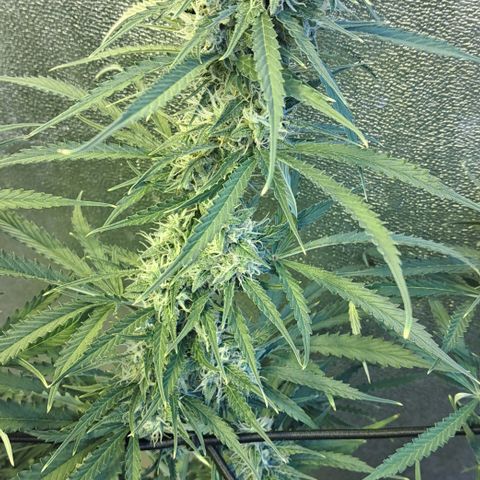 Green Gelato Automatic growlog timeline photo