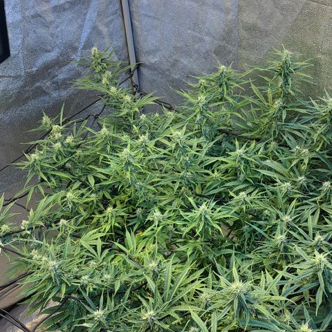 Green #2 growlog timeline photo