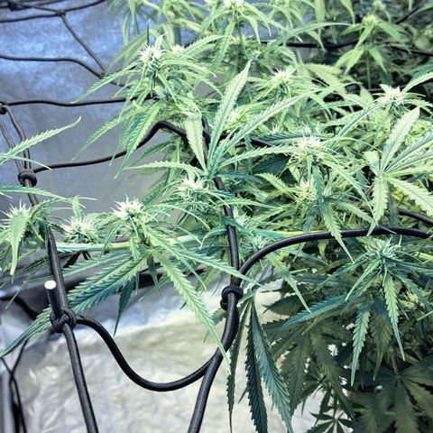 Green #2 growlog timeline photo