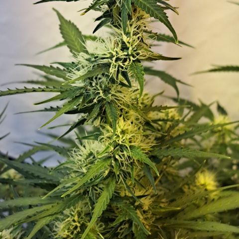 Northern Light Automatic growlog timeline photo