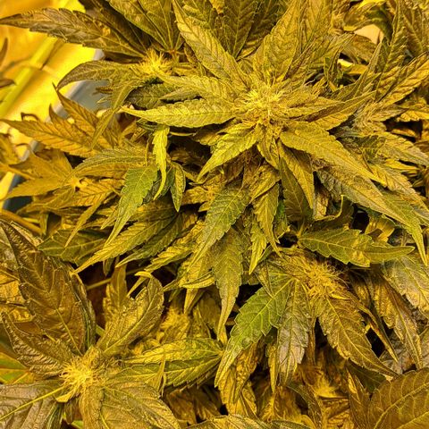 Royal Gorilla Automatic (bonsaï style) growlog timeline photo