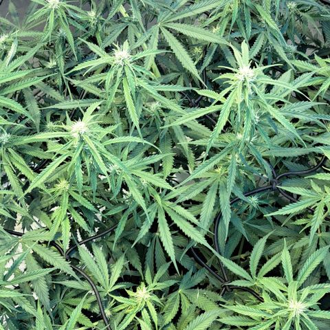 Green #2 growlog timeline photo
