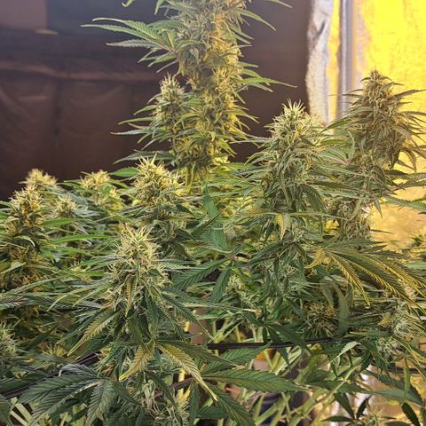 Green Gelato Automatic growlog timeline photo