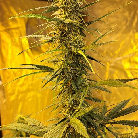 Green Gelato Automatic growlog timeline photo