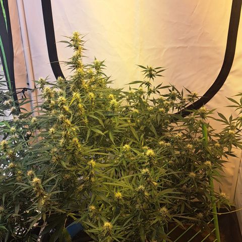 Northern Light Automatic growlog timeline photo