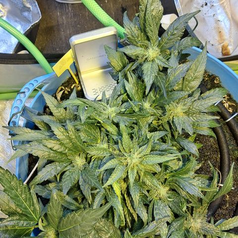 Royal Gorilla Automatic (bonsaï style) growlog timeline photo