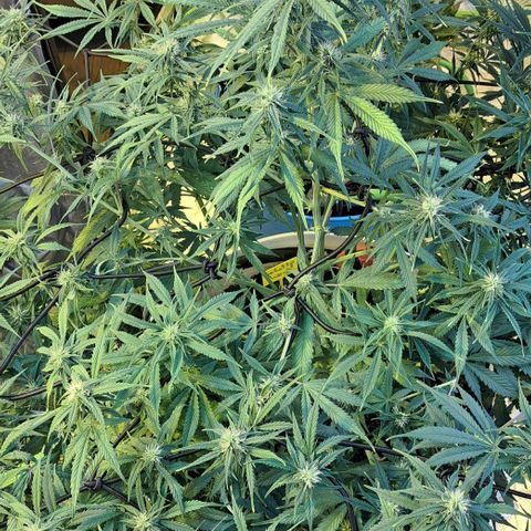 Green Gelato Automatic growlog timeline photo