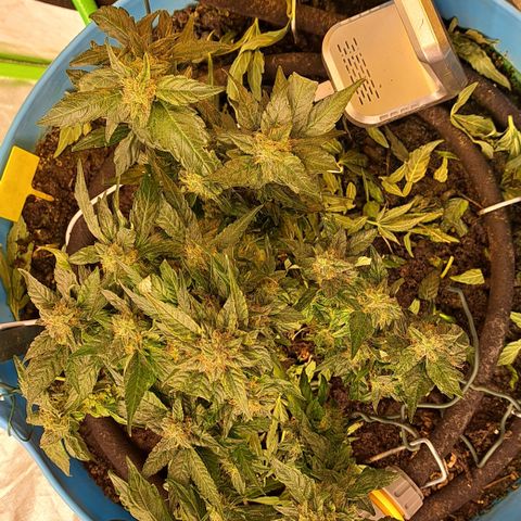 Royal Gorilla Automatic (bonsaï style) growlog timeline photo