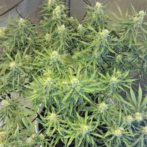 Green Gelato Automatic growlog timeline photo
