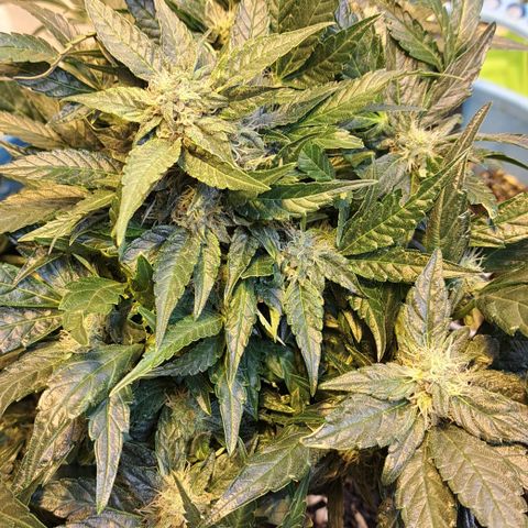 Royal Gorilla Automatic (bonsaï style) growlog timeline photo