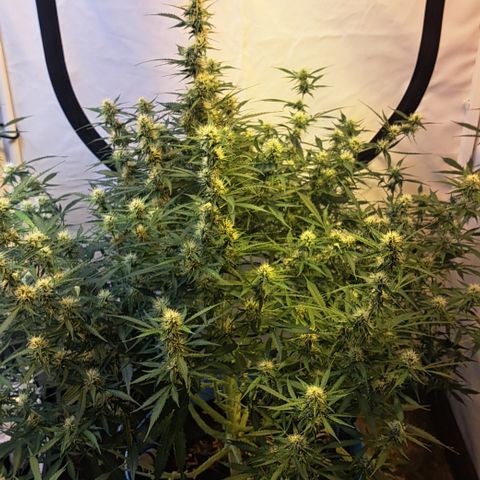 Northern Light Automatic growlog timeline photo
