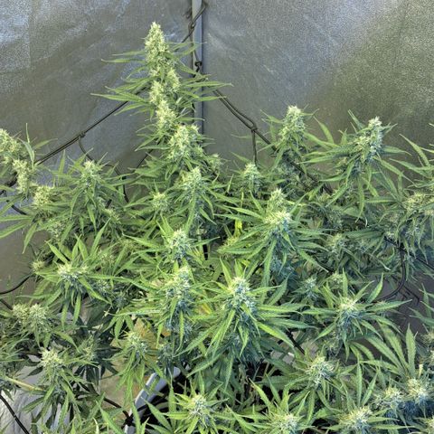 Green #2 growlog timeline photo