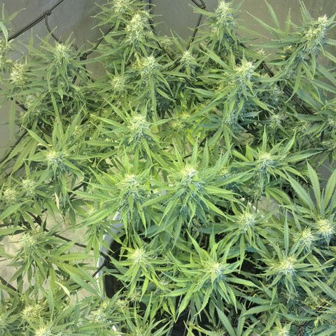 Green #2 growlog timeline photo